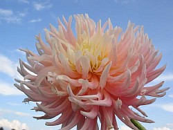  картинка цветка георгин