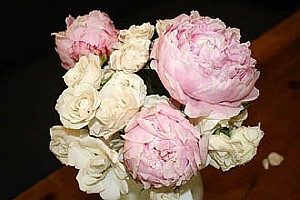 риолис розовые пионы