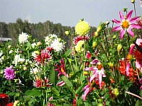 крупный садовый цветок