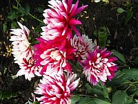 цветочные композиции из садовых цветов