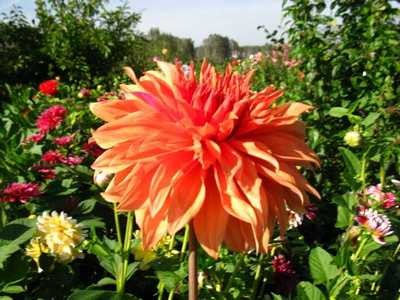 популярные садовые цветы фото