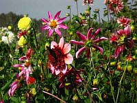 весенний садовый цветок