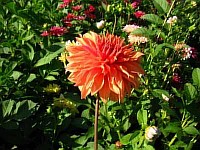 цветок оранжевый садовый