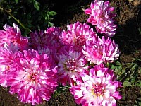 фото садовых цветов многолетников
