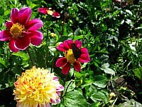 цветок садовый