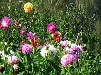 многолетние высокорослые цветы для дачи