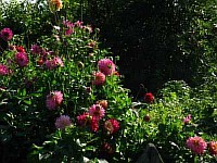 фото садовых цветов с названием