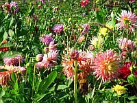 цветы георгины посадка размножение